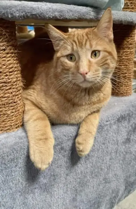 Simba