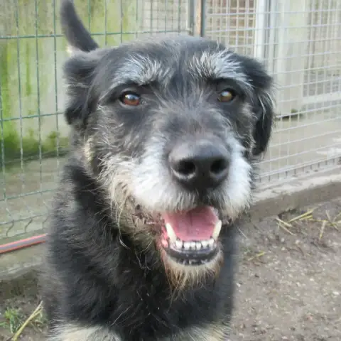 Bandit photo 3
