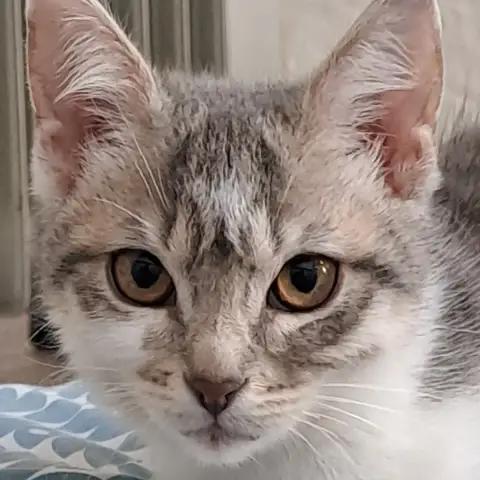 Ada