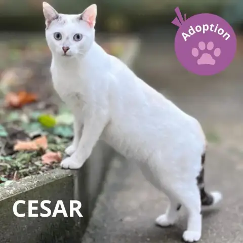Cesar