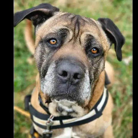 Loki