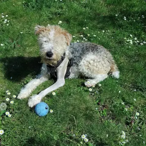 Adopter Lucky