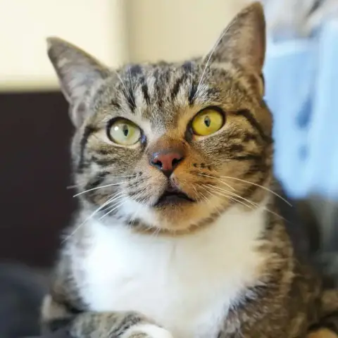 Naya