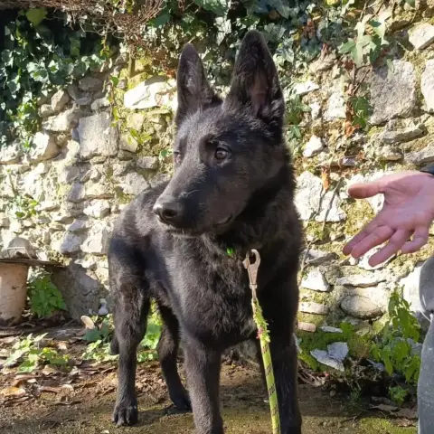 Bosco