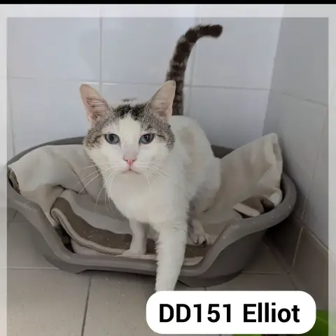 Elliot