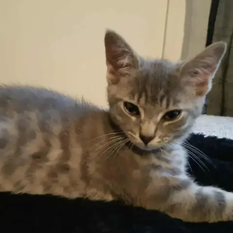 Ellie