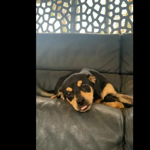 Jonas