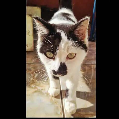 Domino