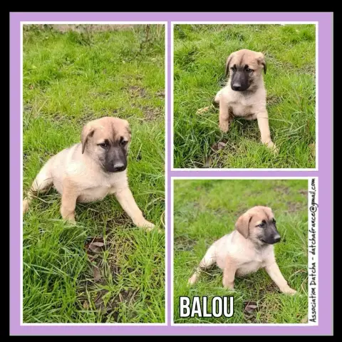 Balou