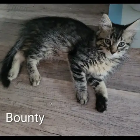 Bounty photo 3