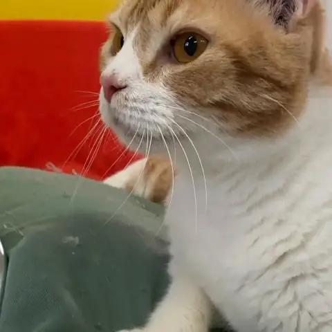 ✨️ Machu ✨️ 🐱 photo 2