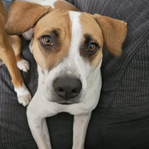Elliot
