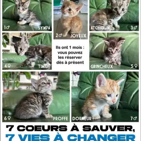 7 Petits Chatons