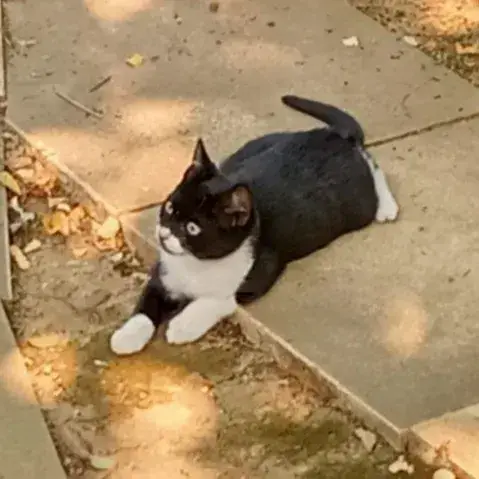 Félix