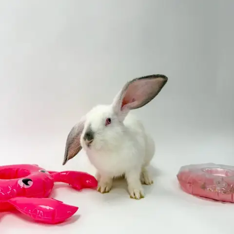 Shiro