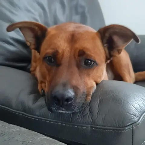 Simba photo 2