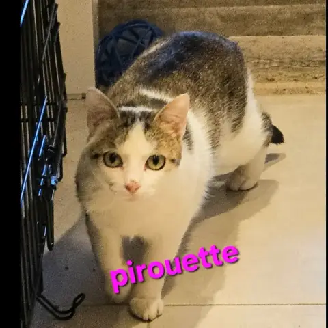 Pirouette