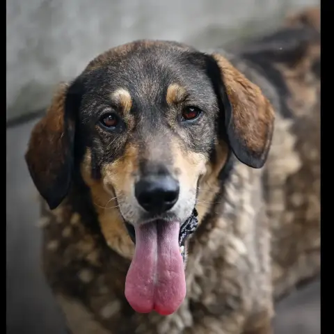 Léo
