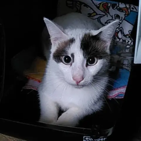 Junior