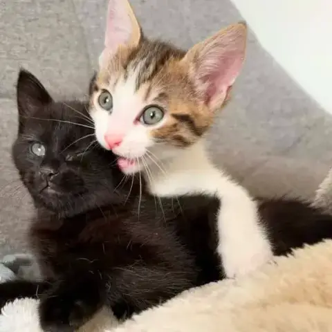 Tigrou