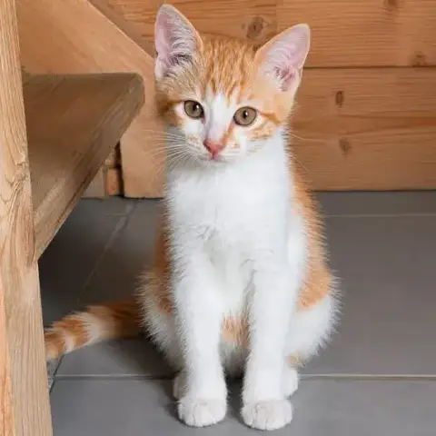 Chester