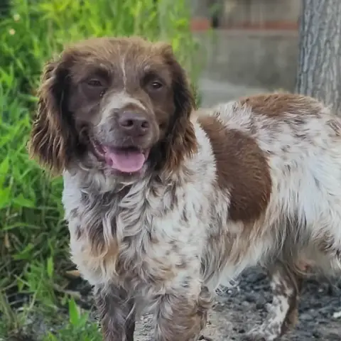 Kira