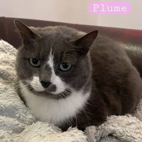 Plume photo 2