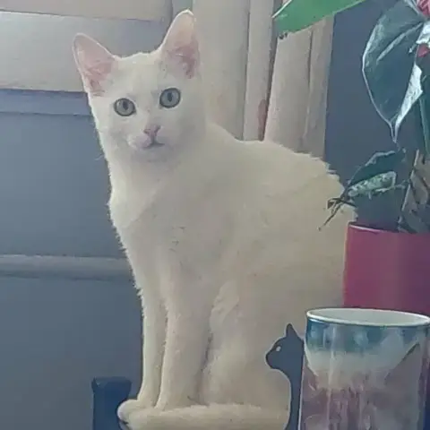 Amélie