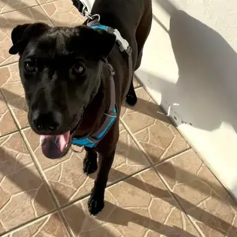 ✨️ Nyxe ✨️ 🐶 photo 3