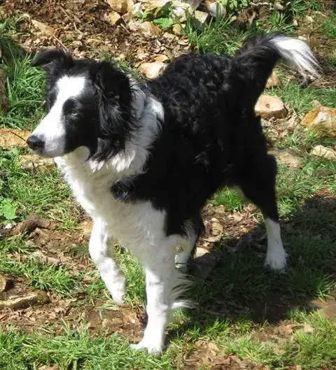 Ixia