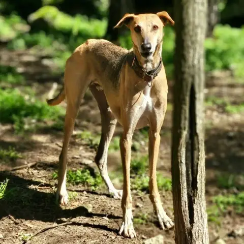 Pedro