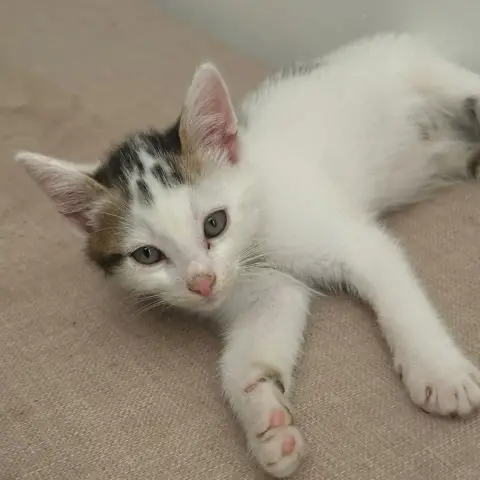 Loki