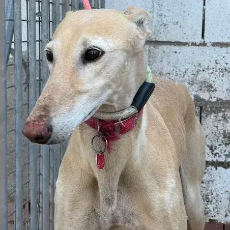 Suerte Galga photo 2