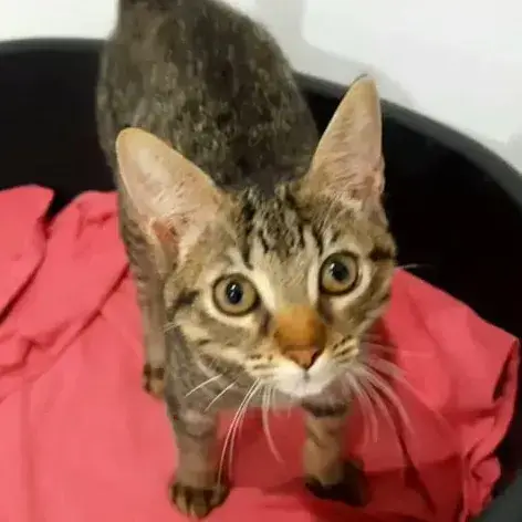 ✨️ Violette ✨️ 🐱