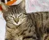 Jimmy