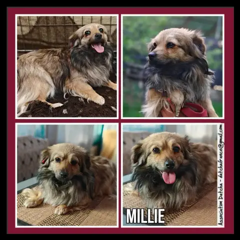 Millie