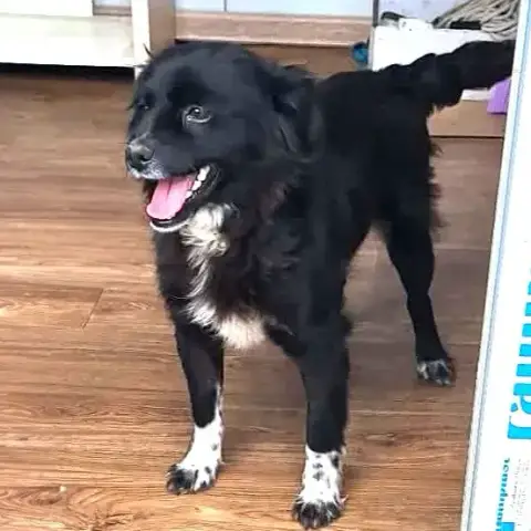Salomé