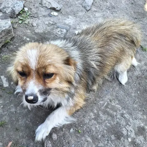Pamela