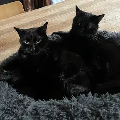 Tchou Et Polo A Adopter Ensemble