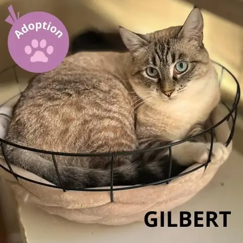 Gilbert