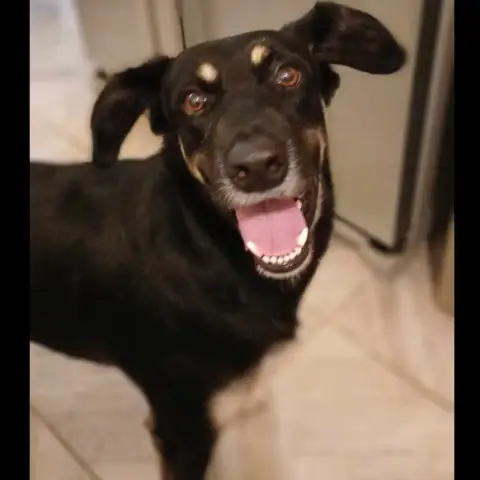 Jack Ii