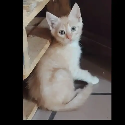 Bowie