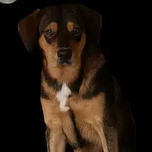 Balou