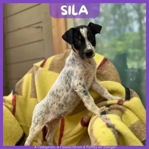 Sila