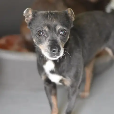 Roxie photo 2