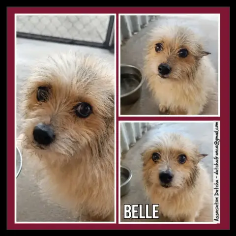 Belle
