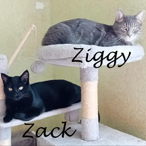 Zack photo 3