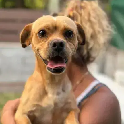 Choupi