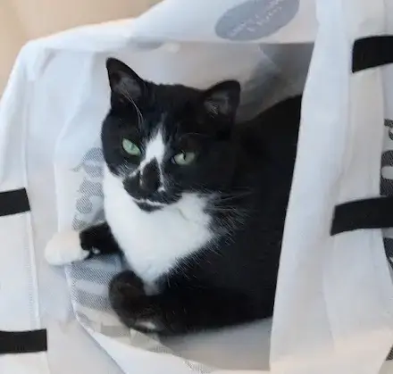 Minette  2
