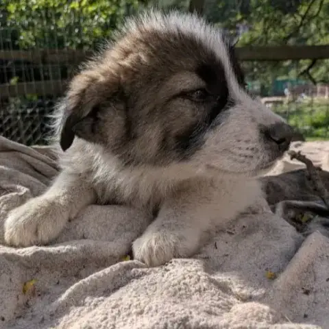 Takopi photo 2